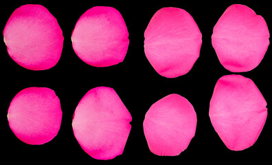 Pink Rose Petals Ioslated on Black Background