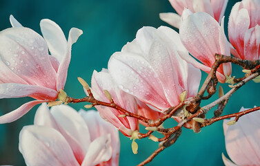 Fototapety  Gałąź z pięknymi różowymi kwiatami magnolii w wiosennym ogrodzie.