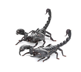 scorpion on white a  background