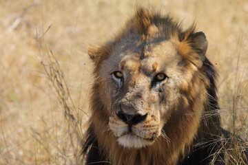Afrikanischer Löwe / African lion / Panthera leo.