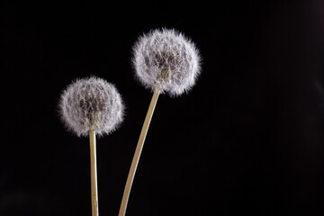 Close up of dandelion on black background