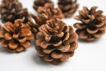 Close up brown pine tree cones isolated on white background