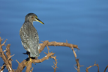 Mangrovenreiher / Green-backed heron / Butorides striatus