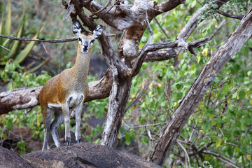 Klippspringer / Klipspringer / Oreotragus oreotragus