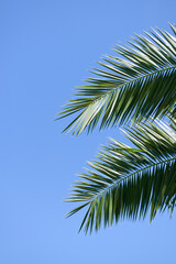 Background of nature green palm leaf on tropical beach with bokeh sun light against blue sky. Copy space of summer vacation and business travel concept.