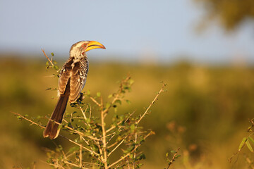 Südlicher Gelbschnabeltoko / Southern yellow-billed hornbill / Tockus leucomelas