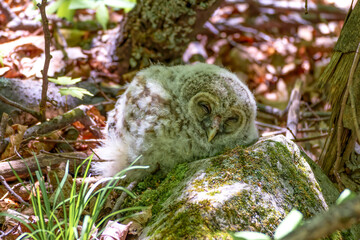 Baby barred owl napping on a rock in the woods
