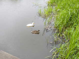 Ducks in the Reinbek Castle Park