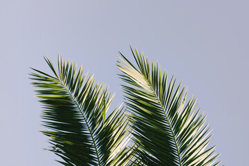 Fototapeta premium Background of nature green palm leaf on tropical beach with bokeh sun light against blue sky. Copy space of summer vacation and business travel concept.