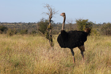 Strauß / Ostrich / Struthio camelus