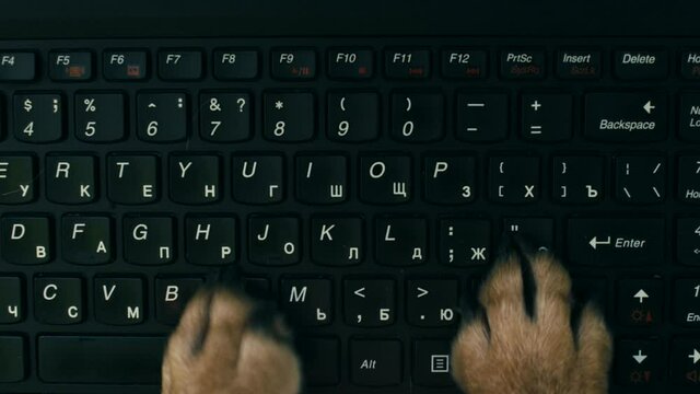 The dog is typing text on the laptop with his paws. Close-up, Top view, Pov.