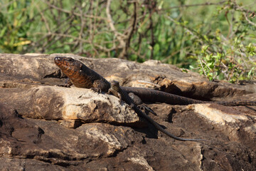 Felsen-Schildechse / Giant plated lizard / Gerrhosaurus validus.