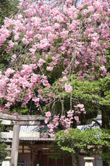 Scenery around Minoh Park in Osaka,Japan.
The cherry blossoms are in full bloom. 