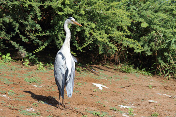Afrikanischer Graureiher / Grey heron / Ardea cinerea