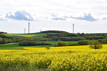 gelbe Felder mit Windkraft