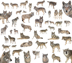 collage of gray wolves isolated on white background in various positions