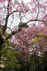 Scenery around Minoh Park in Osaka,Japan.
The cherry blossoms are in full bloom. 