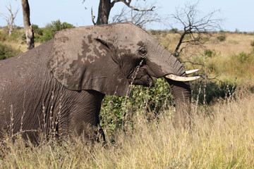 Afrikanischer Elefant / African elephant / Loxodonta africana