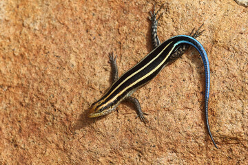 Afrikanischer Streifenskink oder Gestreifte Mabuye / African striped skink / Trachylepis striata uel Mabuya striata