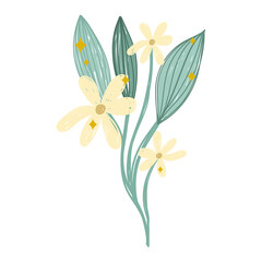 flowers chamomile bunch