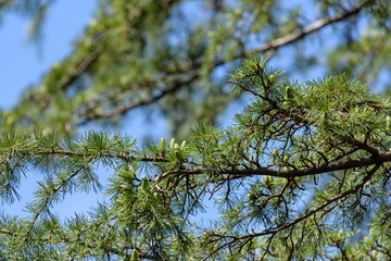 Deodar cedar buds, Cedrus deodara