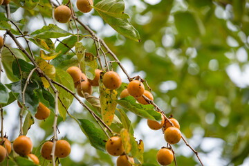 Ripe persimmon fruit, on the branch