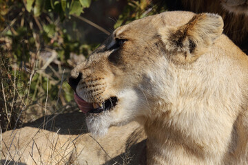 Afrikanischer Löwe / African lion / Panthera leo.