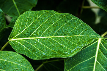 Green leaf with water drops