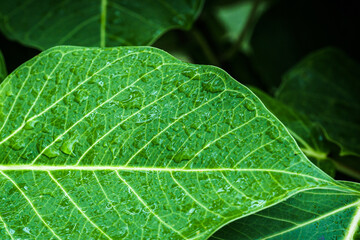 Green leaf with water drops