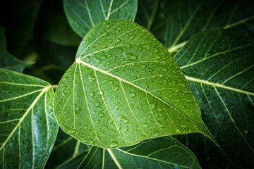 Green leaf with water drops