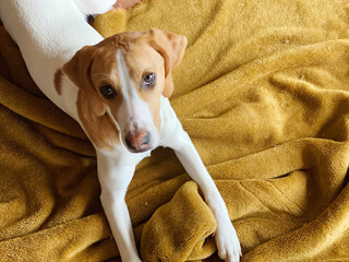 毛布の上で見上げる犬