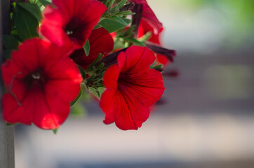 Colorful petunias close-up, selective focus