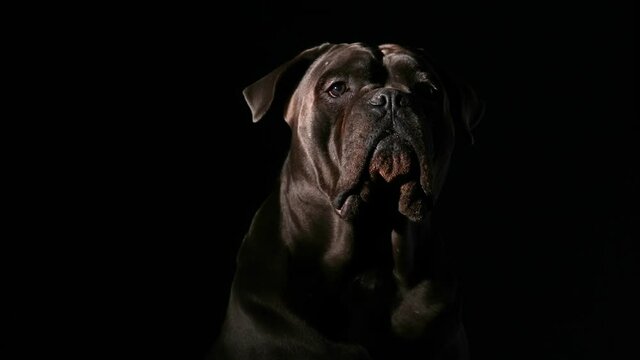Portrait of Cane Corso in the studio on a black background. The pet sits, licks its lips and looks around. Silhouette. Slow motion. Close up.