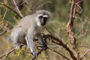Obraz premium Grüne Meerkatze / Vervet monkey / Cercopithecus aethiops .