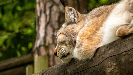 Luchs schlafend auf einem Baumstamm