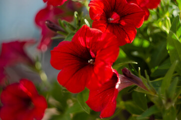 Colorful petunias close-up, selective focus