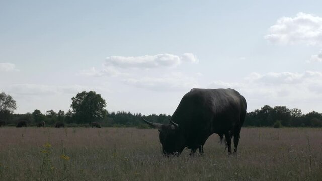 Medium shot of a wild grazing Tauros Bull at National Park Maashorst in The Netherlands