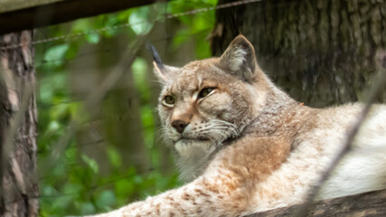 Luchs mit Blick nach links liegend auf einem Baumstamm