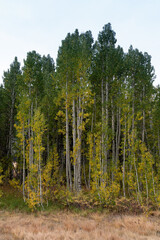 Beginning of Fall season in Hope Valley, California, featuring a mix of yellow and green leaves