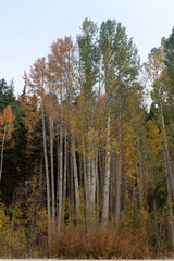 Fototapeta premium Cluster of Aspen trees in Hope Valley, featuring yellow leaves, and tall trunks. Autumn in California concept