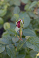 Red rosebud infested with Aphids, selective focus, garden pest concept