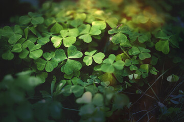 Enchanted forest, meadow clovers . Green witch plants