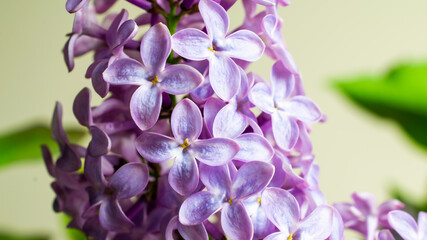 purple lilac flowers macro photo