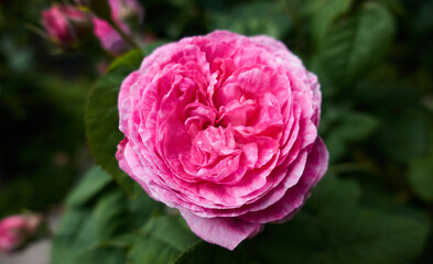 Beautiful pink rose in the garden on a blurred natural green background. Japanese rose looks like peony flower with perfect fragrance. High quality photo