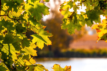 Maple branch with leaves by the river in early autumn in sunny weather