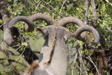 Großer Kudu / Greater kudu / Tragelaphus strepsiceros.