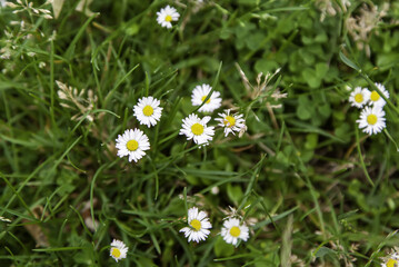 Daisies in a field