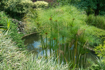 Papyrus branches in the Japanese garden with a small pond in the background.