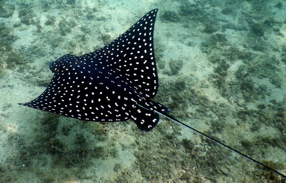 Costa Rica Pacific sea life