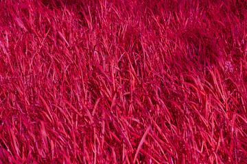 red carpet texture